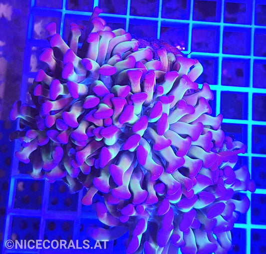 Euphyllia Paraancora