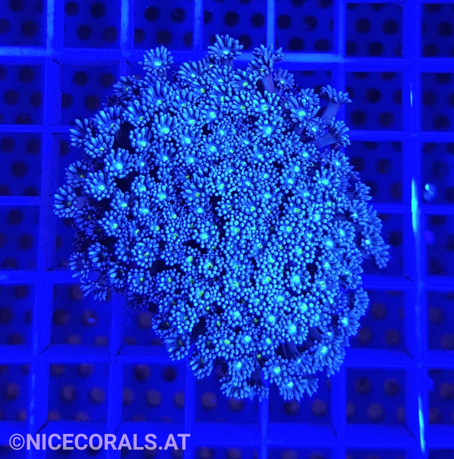 Goniopora