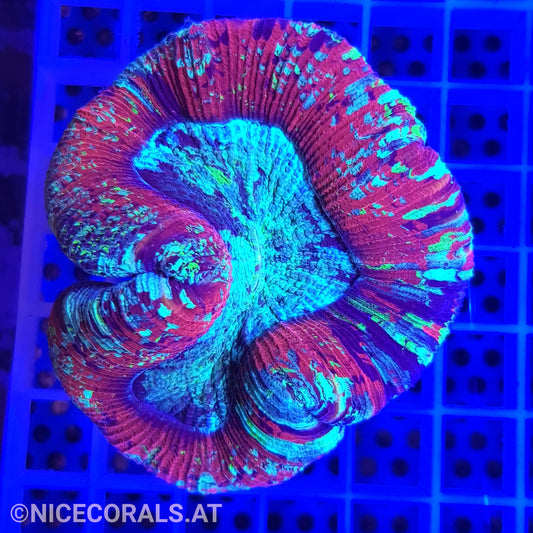 Trachyphyllia