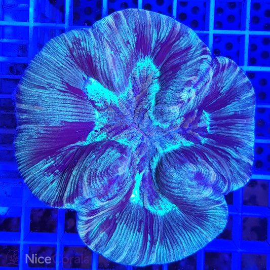 Trachyphyllia