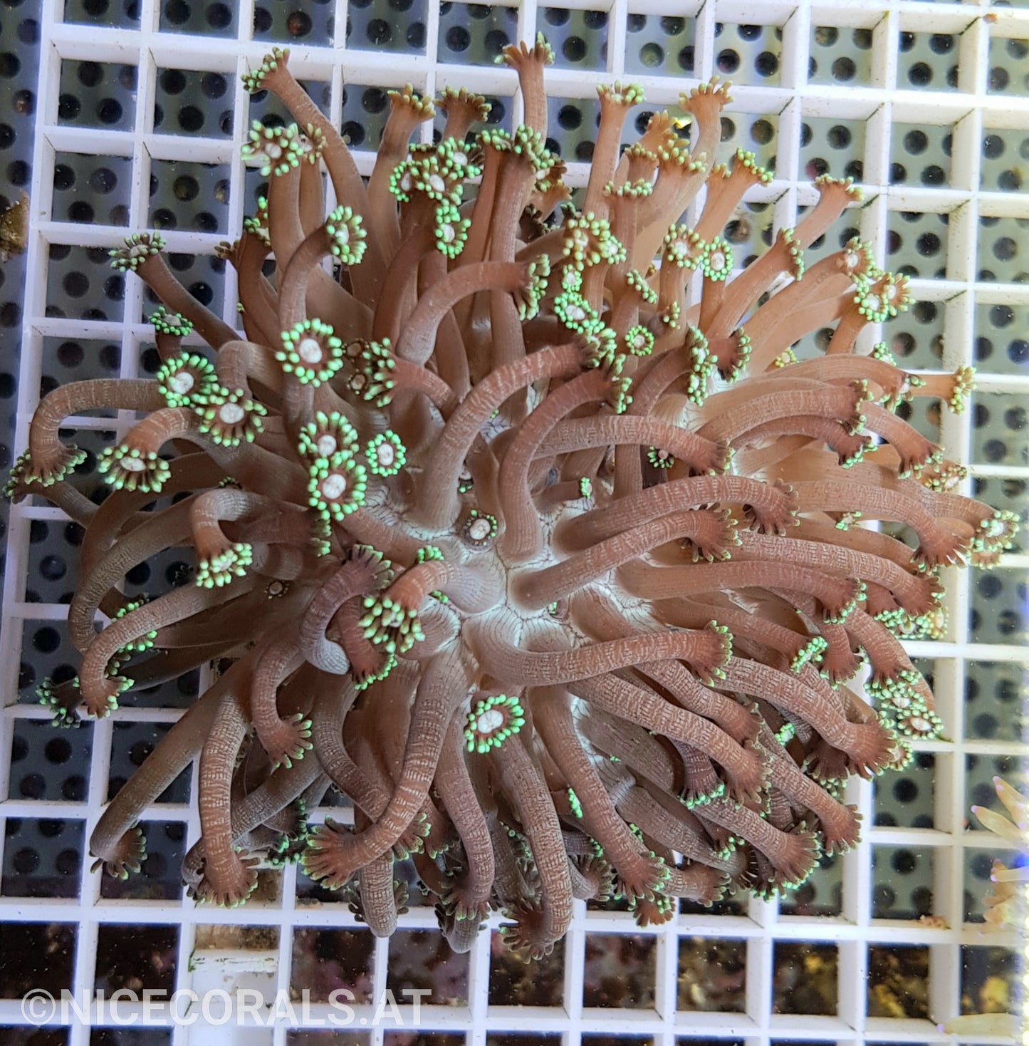 Goniopora