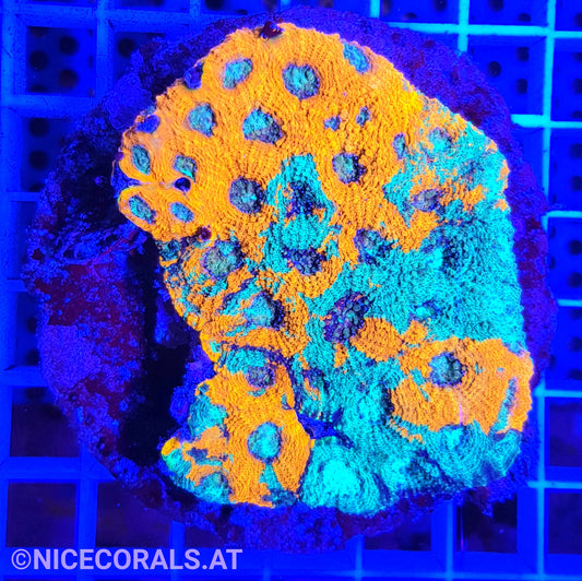 Acanthastrea echinata