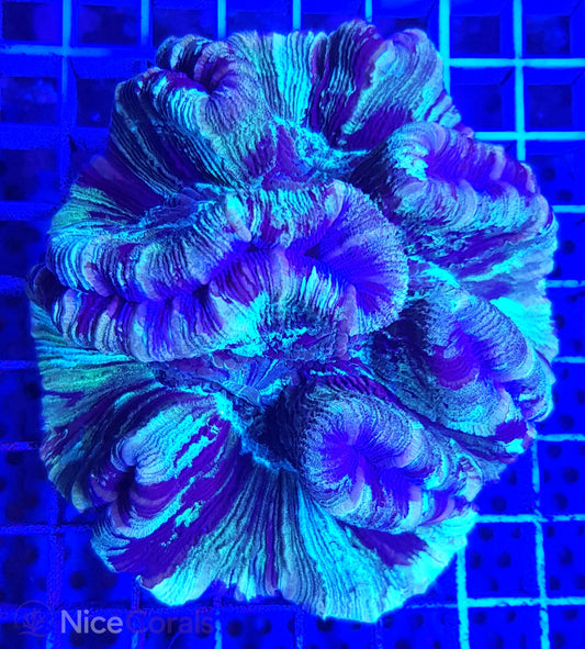 Trachyphyllia