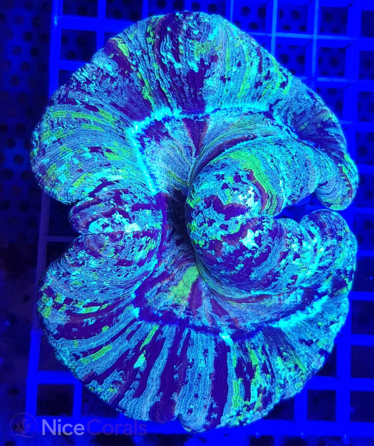 Trachyphyllia XXL