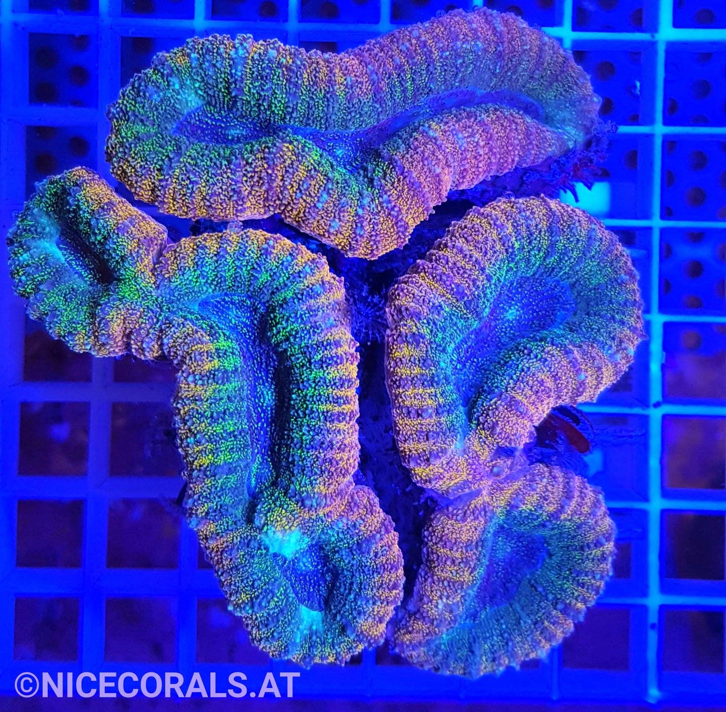 Lobophyllia Multicolor