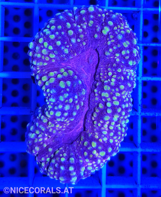 Lobophyllia