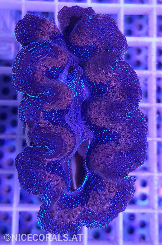 Tridacna crocea 6cm