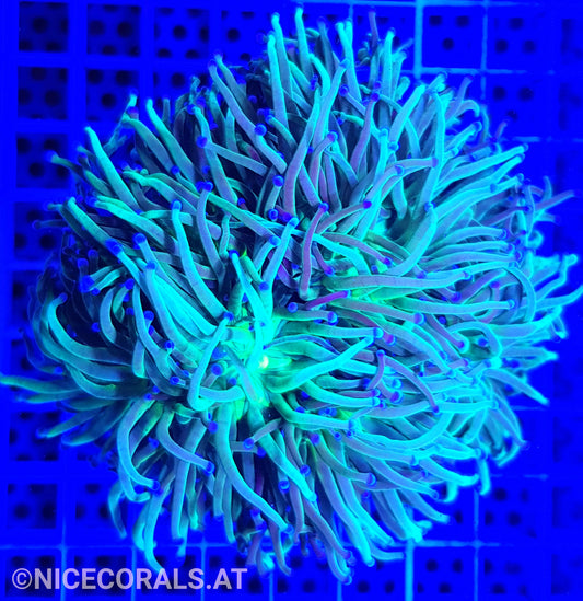Euphyllia Indo Torch