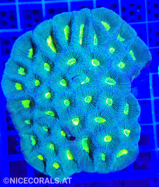 Goniastrea