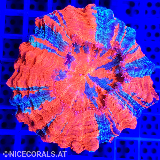 Cynarina SP. Acanthophyllia