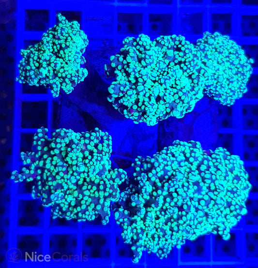 Euphyllia paradivisa