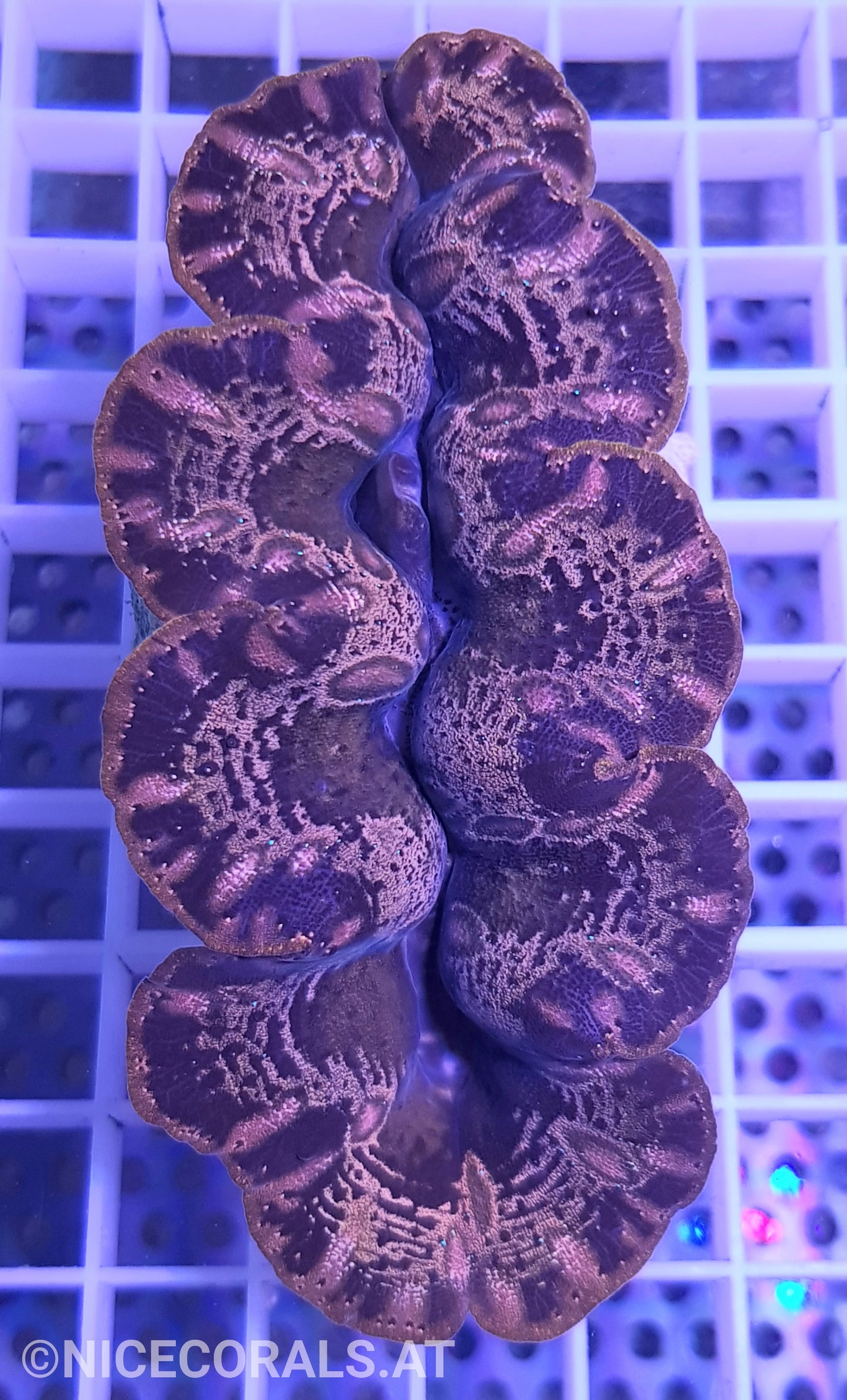 Tridacna Crocea 9 cm +