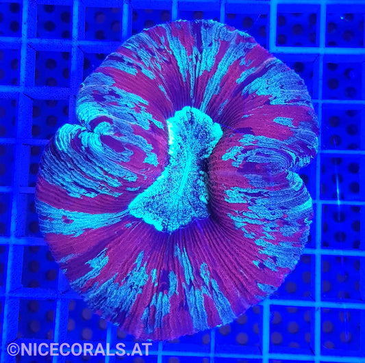 Trachyphyllia
