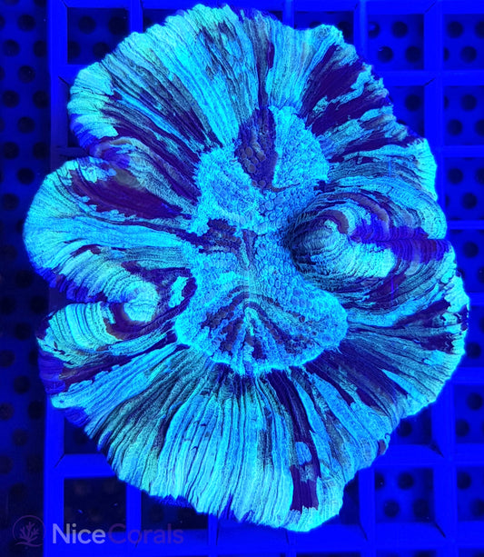 Trachyphyllia