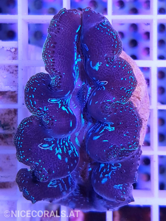 Tridacna crocea 5cm
