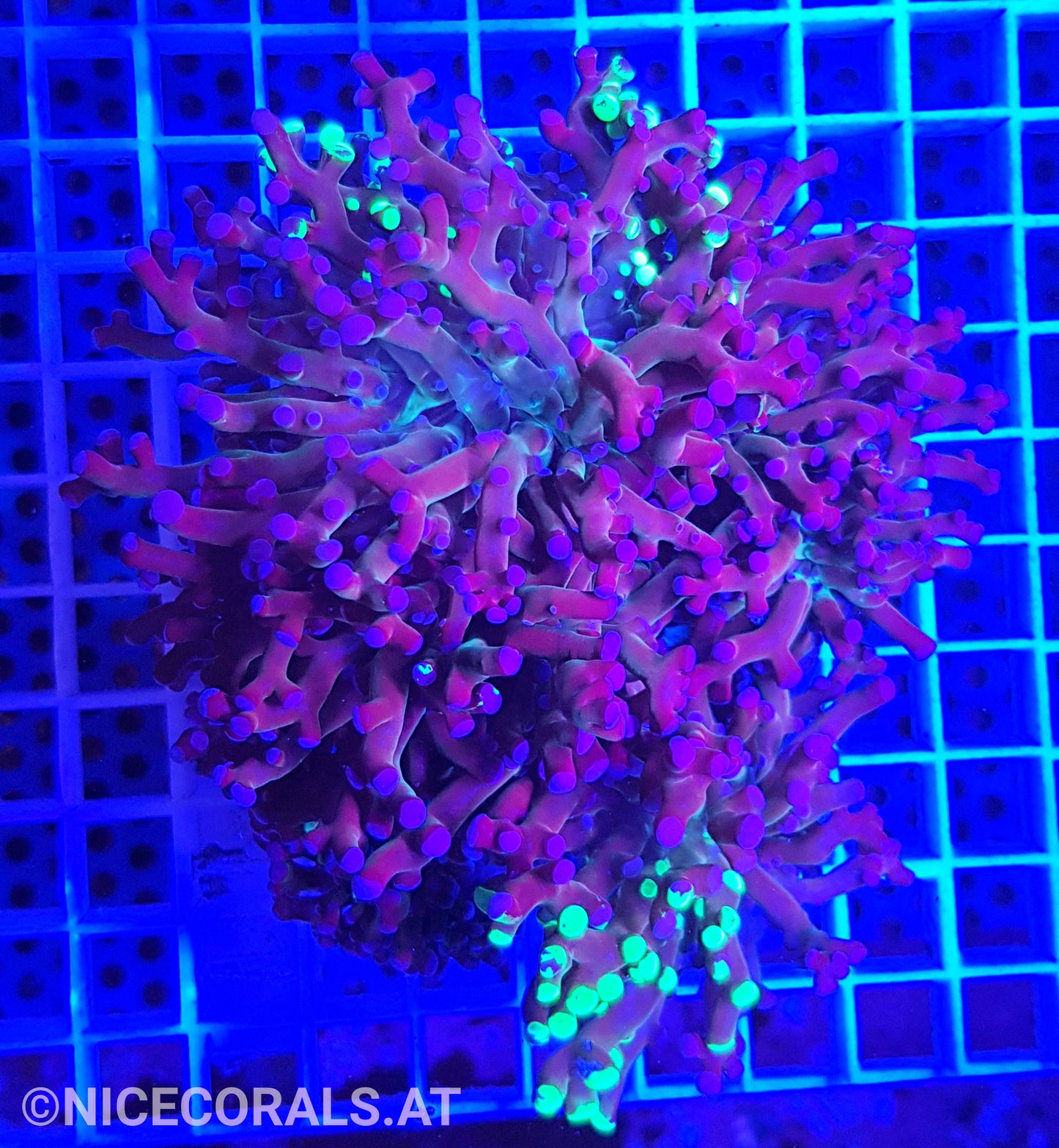 Euphyllia Paradivisa 4-5 Heads