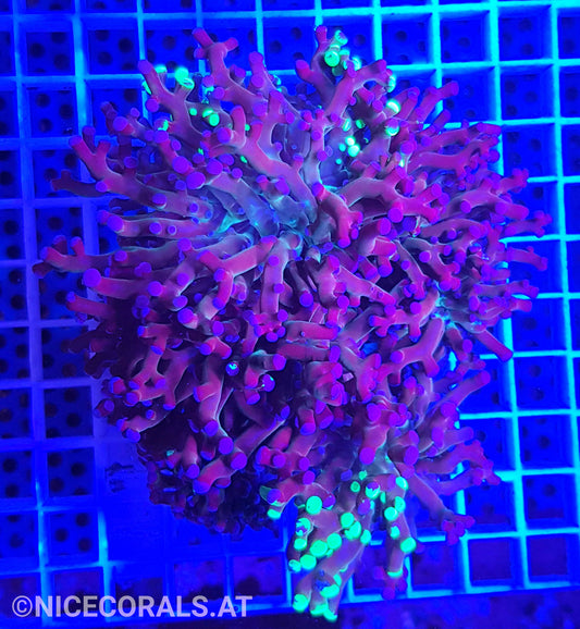 Euphyllia Paradivisa 4-5 Heads