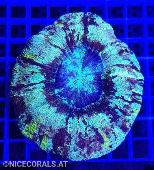 Trachyphyllia
