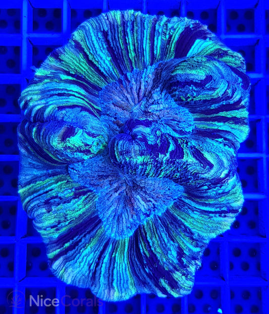 Trachyphyllia