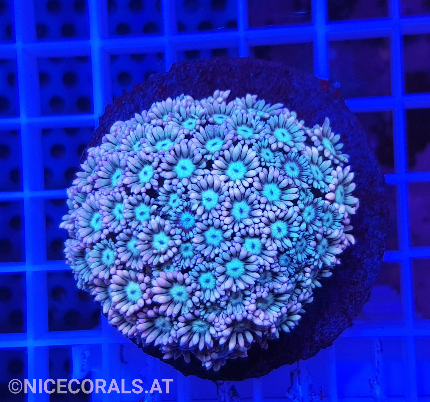 Goniopora Ultra