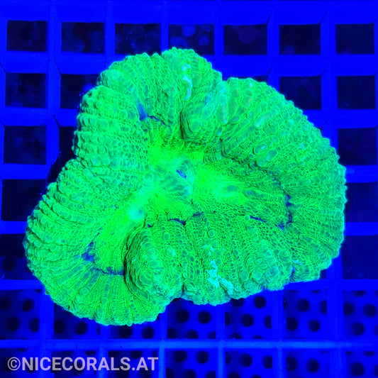 Lobophyllia