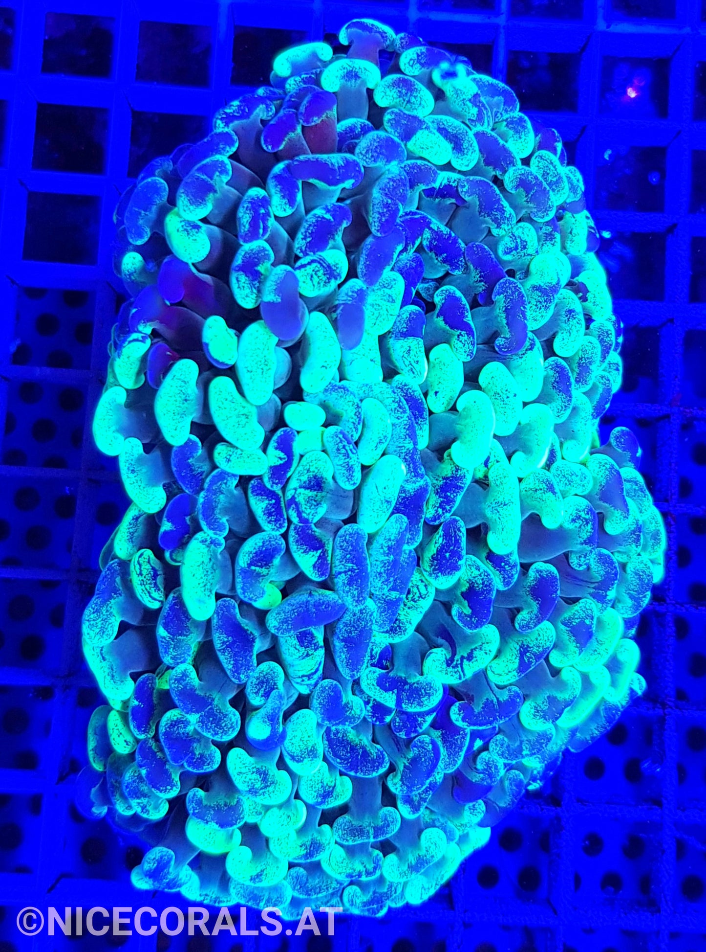 Euphyllia Ancora