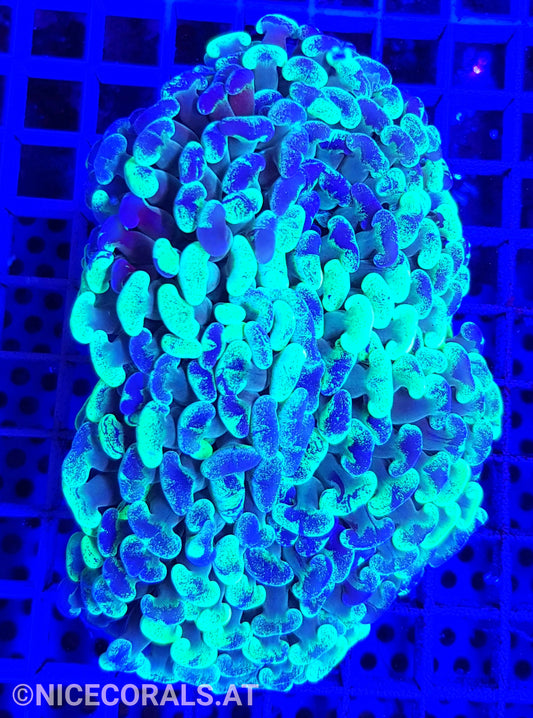 Euphyllia Ancora