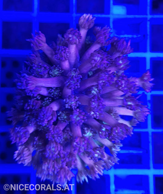 Goniopora