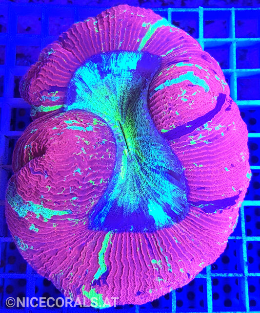 Trachyphyllia