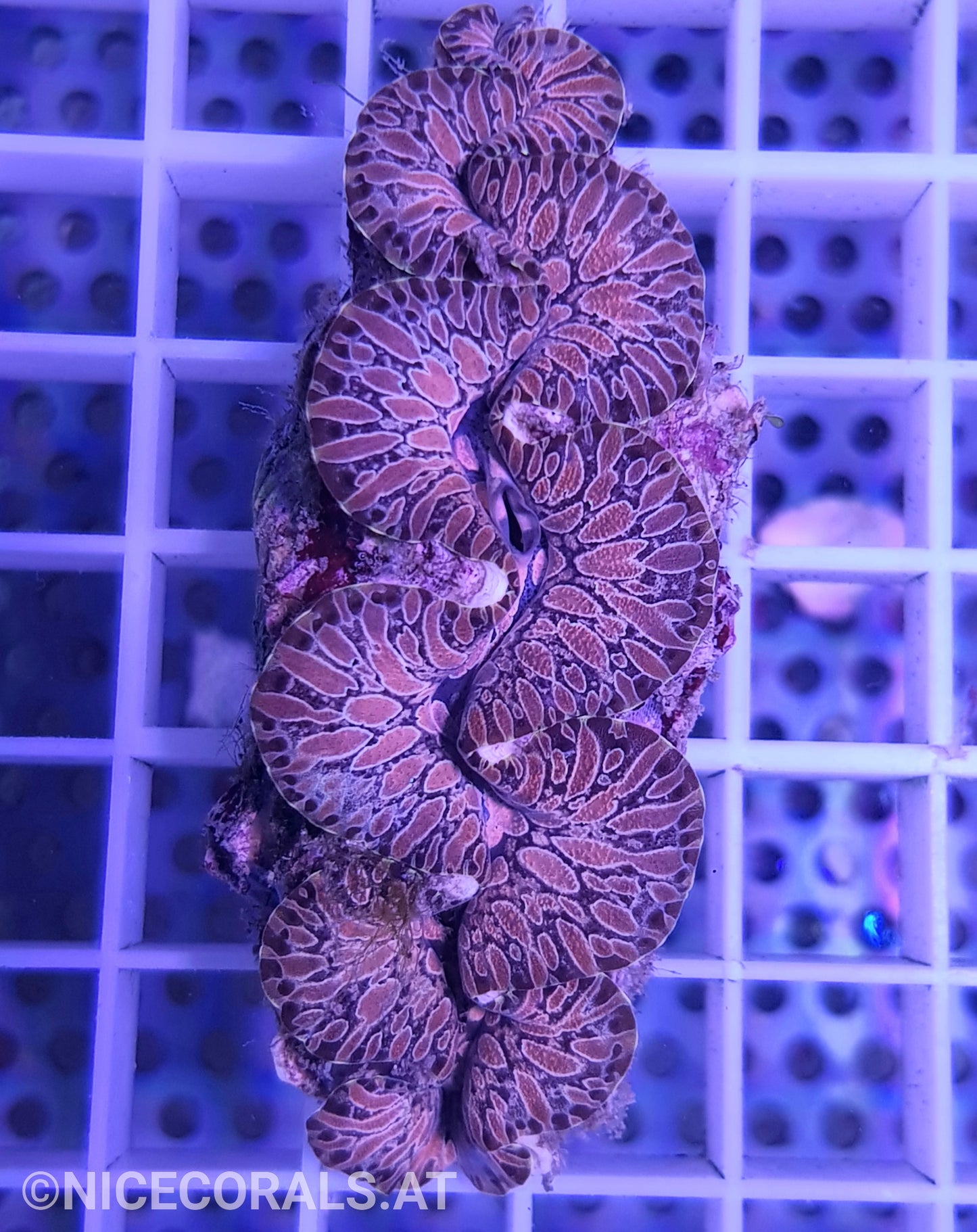 Tridacna Maxima Tear Drop 6 cm