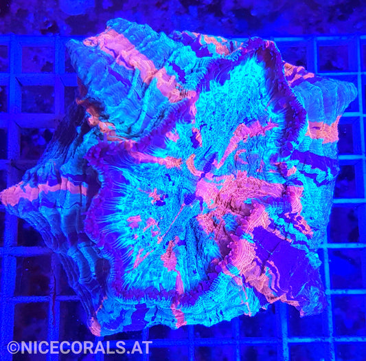 Cynarina SP. Acanthophyllia