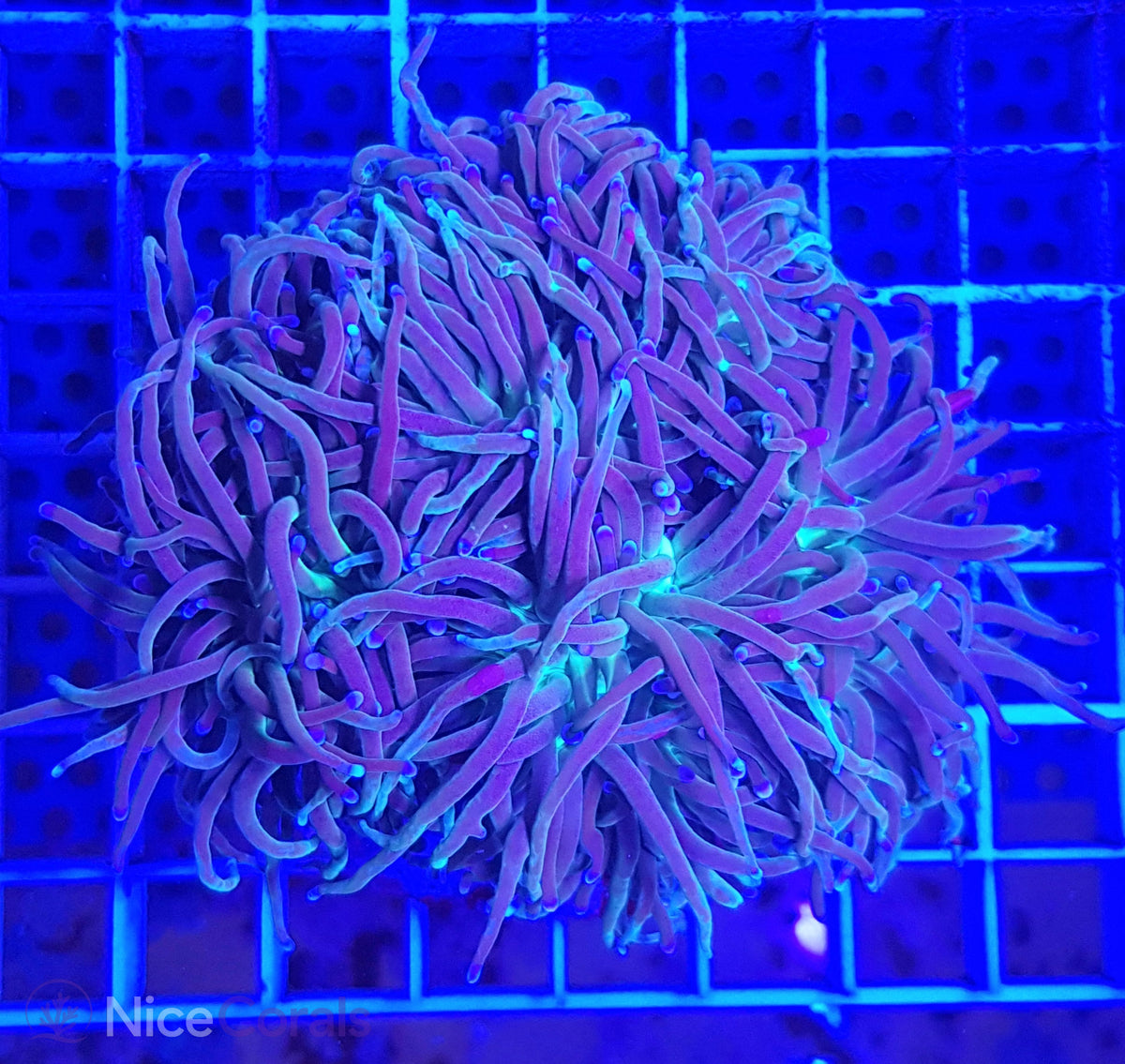 Euphyllia glabrescens