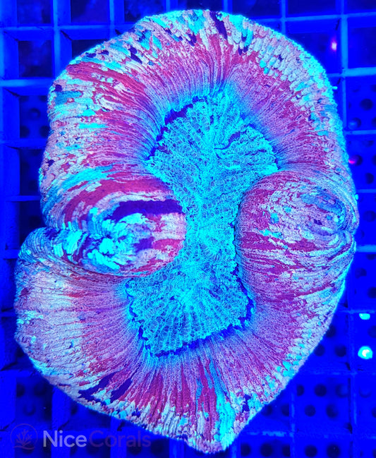 Trachyphyllia