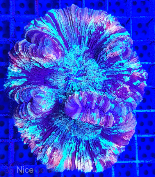 Trachyphyllia