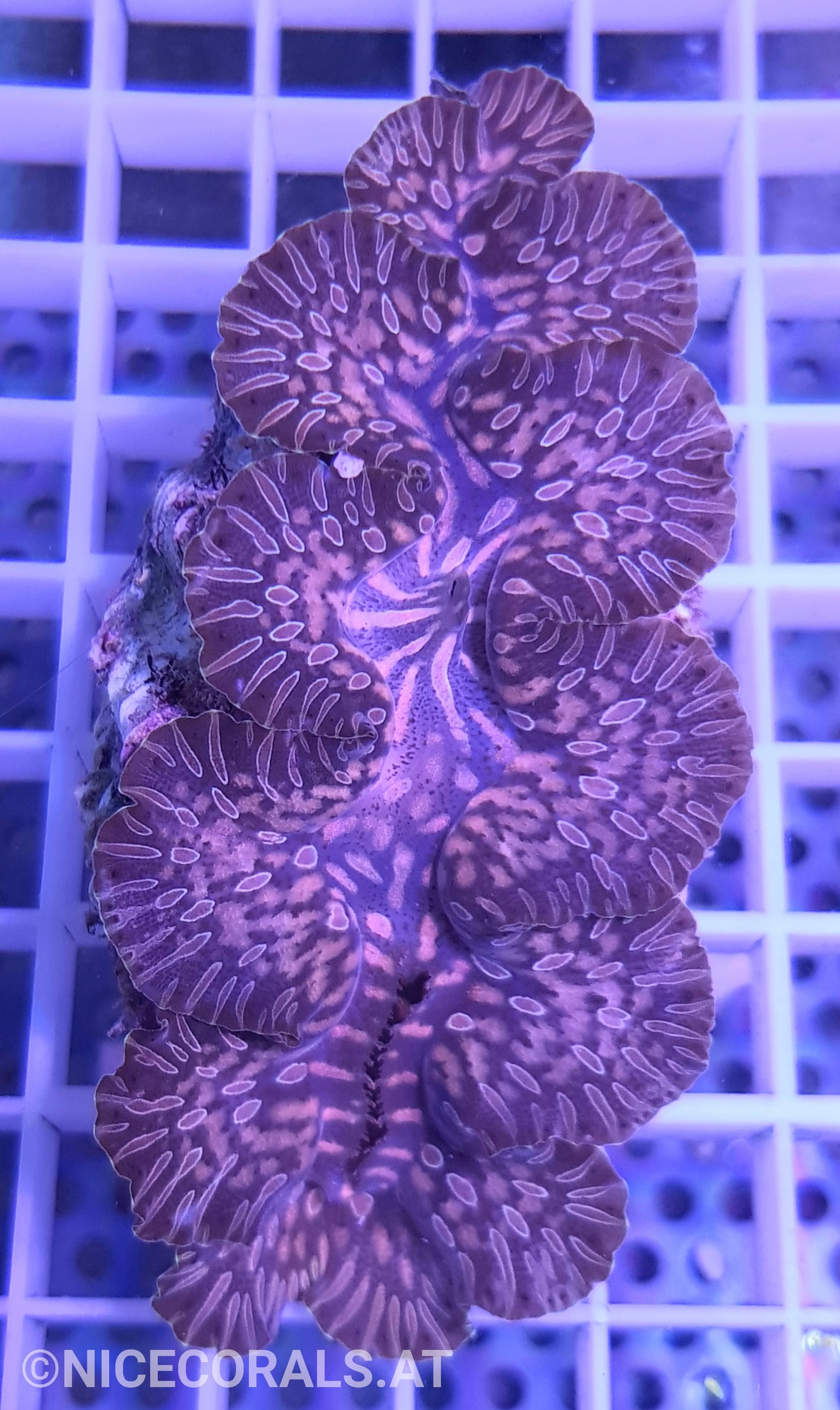 Tridacna Maxima Tear Drop 8 cm