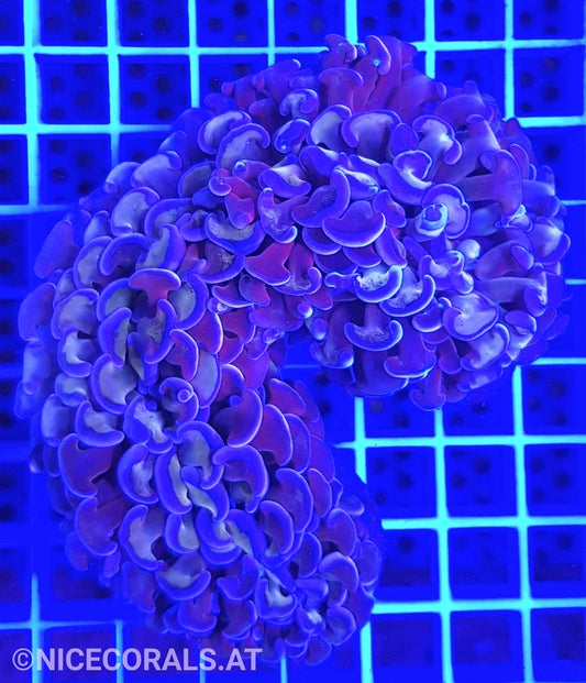 Euphyllia ancora