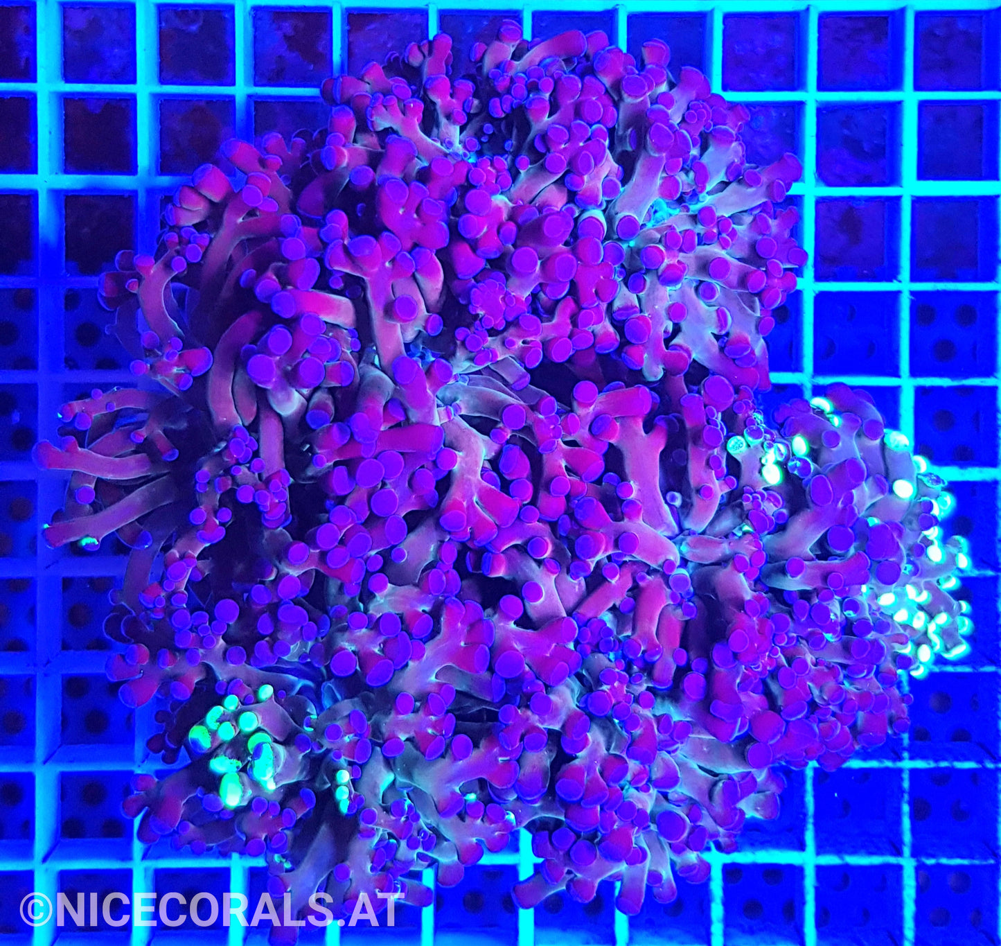 Euphyllia Paradivisa 6 Heads