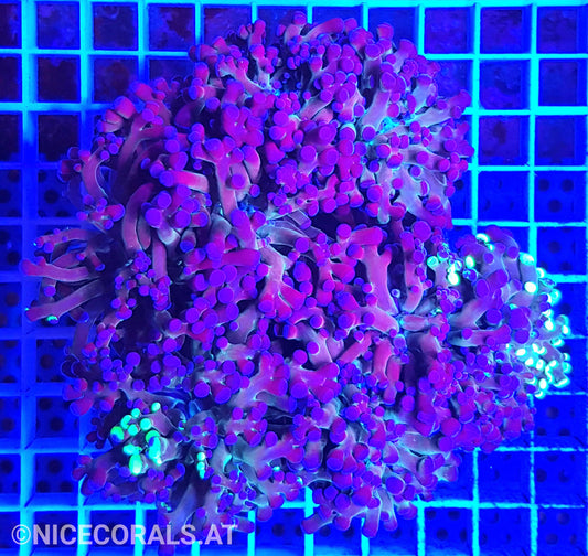 Euphyllia Paradivisa 6 Heads