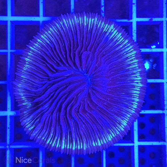 Cycloseris