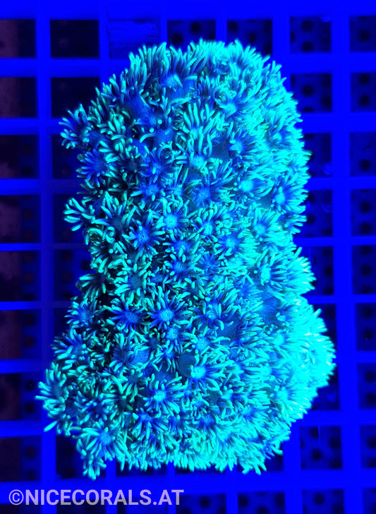Goniopora