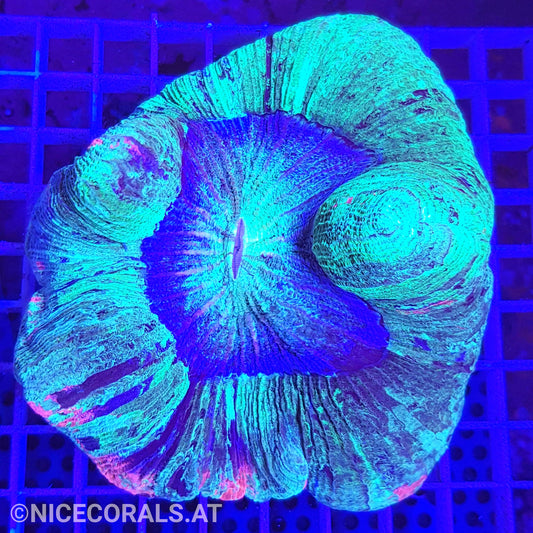 Trachyphyllia