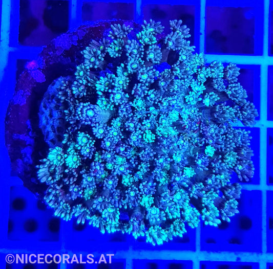 Goniopora