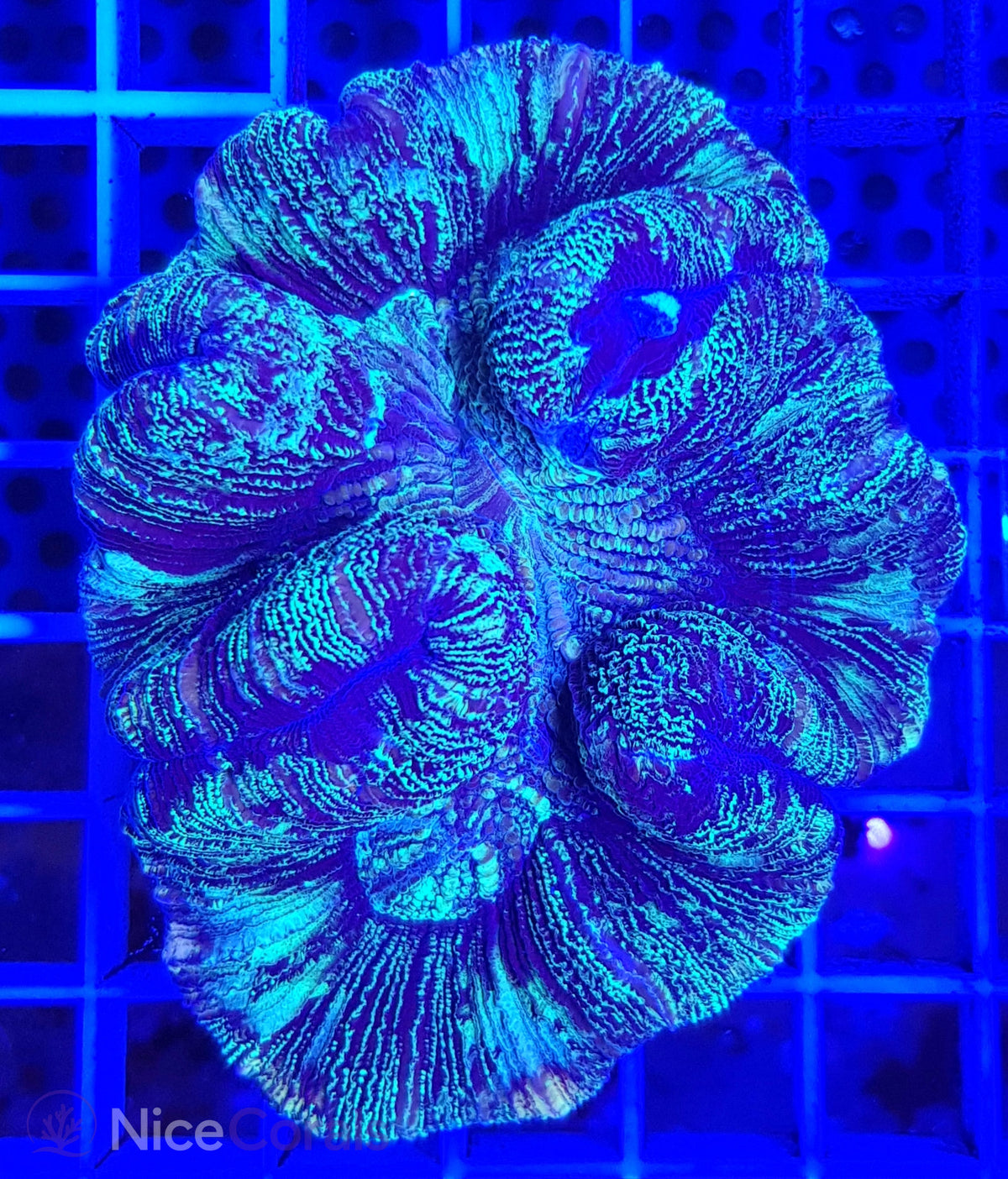 Trachyphyllia