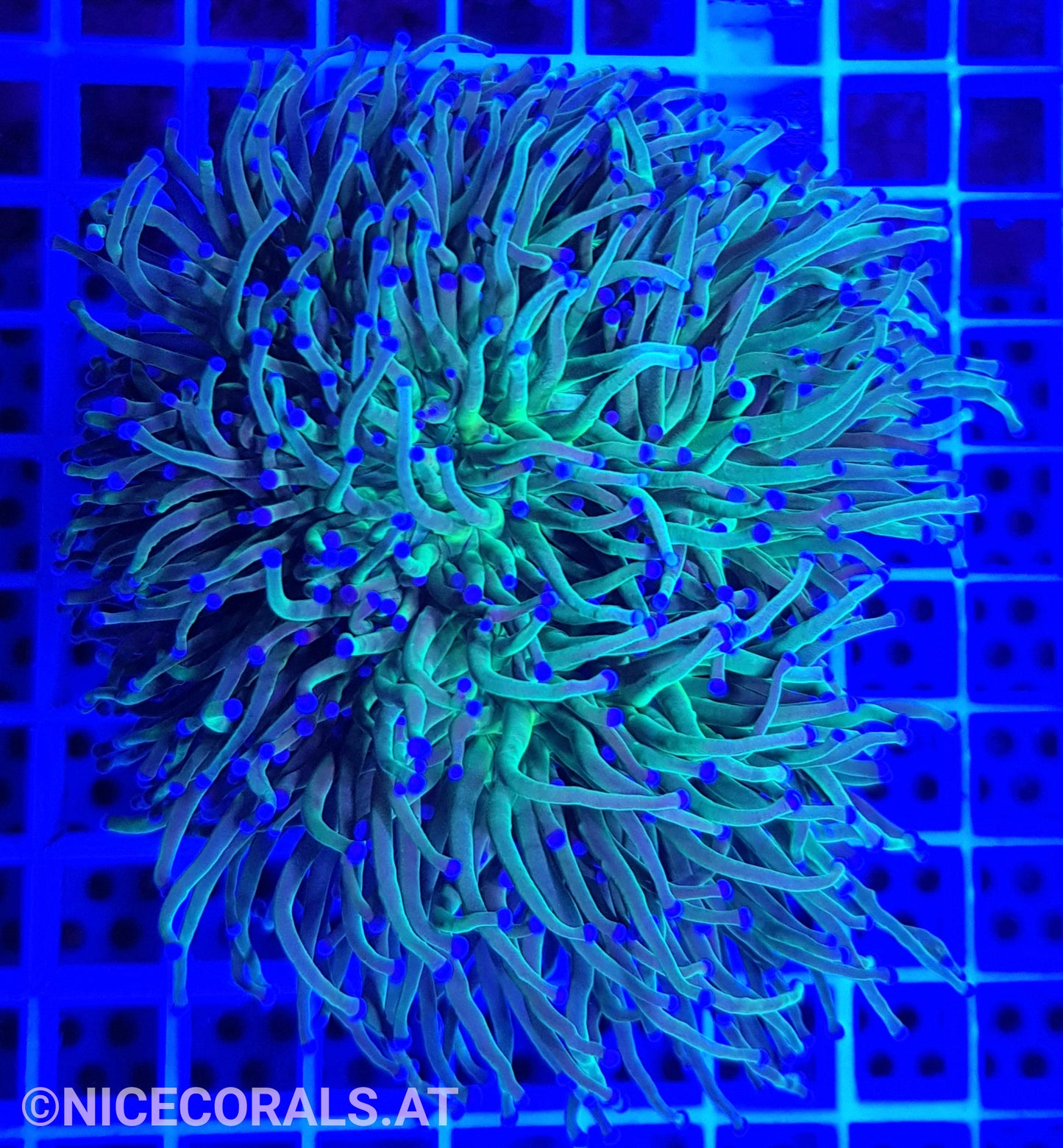 Euphyllia Indo Torch