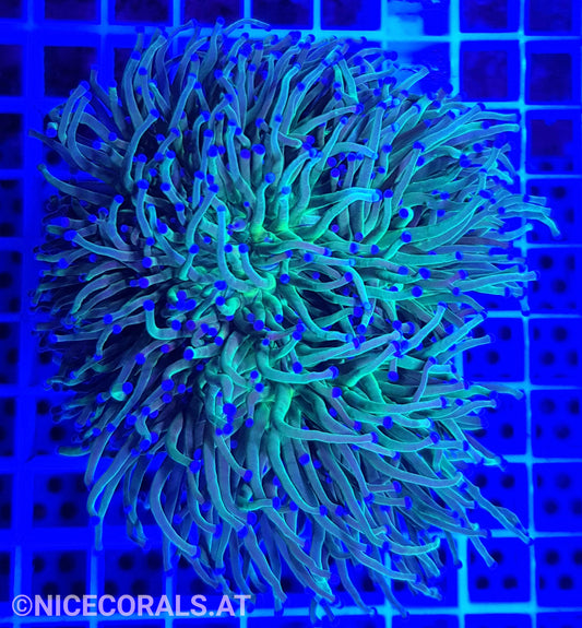 Euphyllia Indo Torch