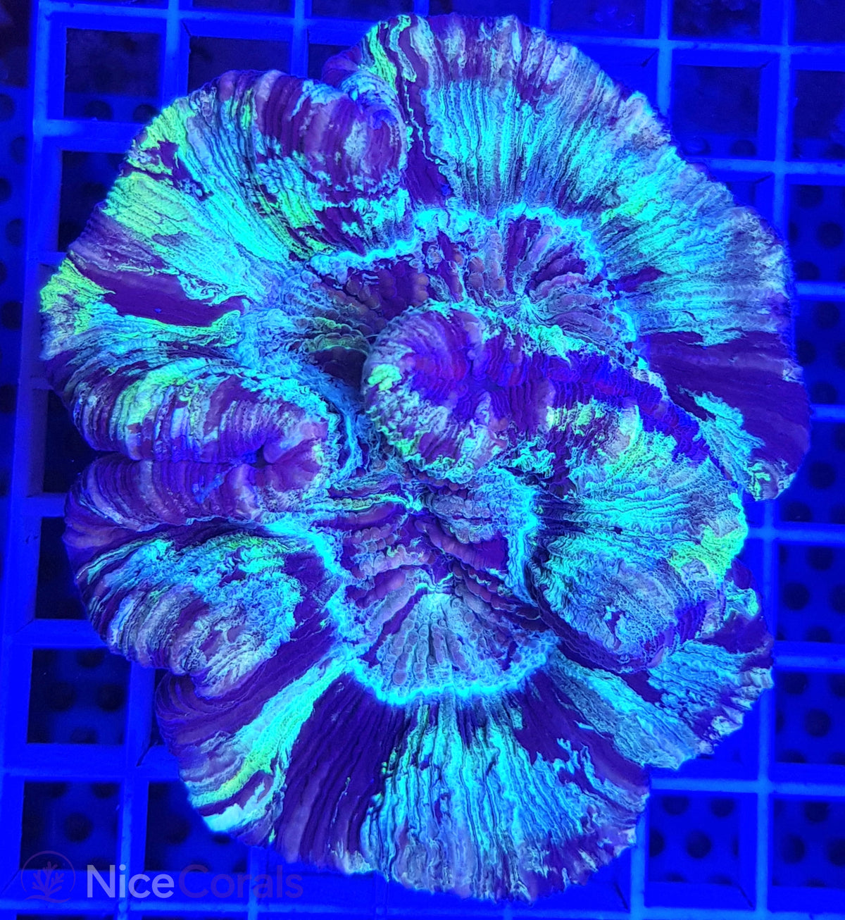 Trachyphyllia