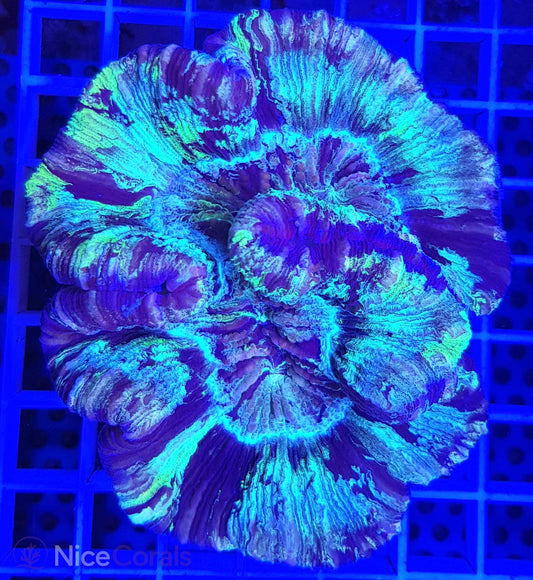 Trachyphyllia