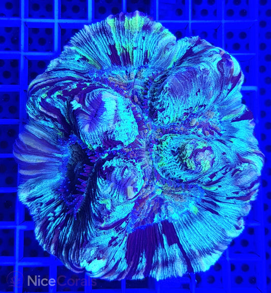 Trachyphyllia