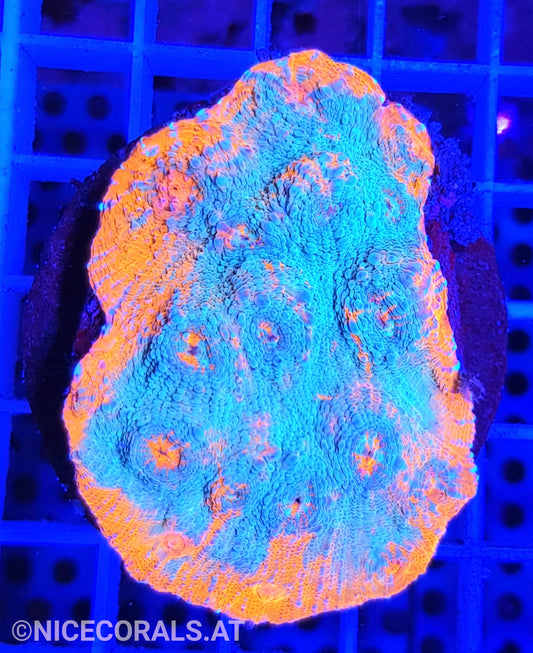 Chalice Katar Orenji