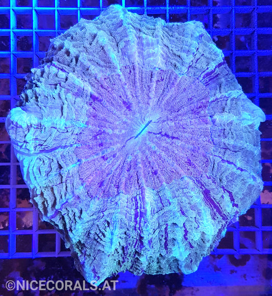 Cynarina SP. Acanthophyllia